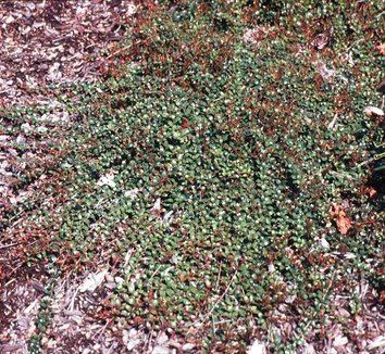 Vaccinium crassifolium Vaccinium crassifolium 39Well39s Delight39 Well39s Delight Creeping