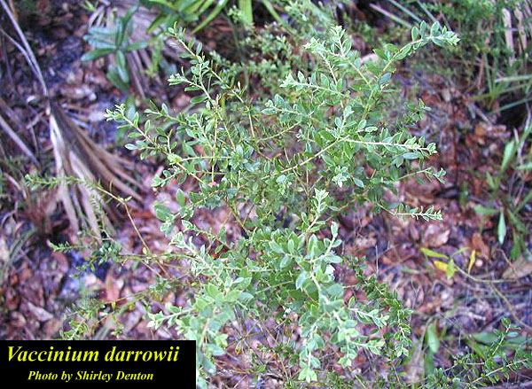 Vaccinium darrowii Vaccinium darrowii darrow39s blueberry Family Ericaceae Flickr