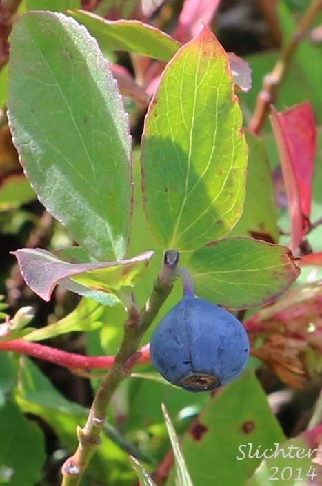 Vaccinium deliciosum Blueleaved Huckleberry Cascade Huckleberry Cascade Blueberry