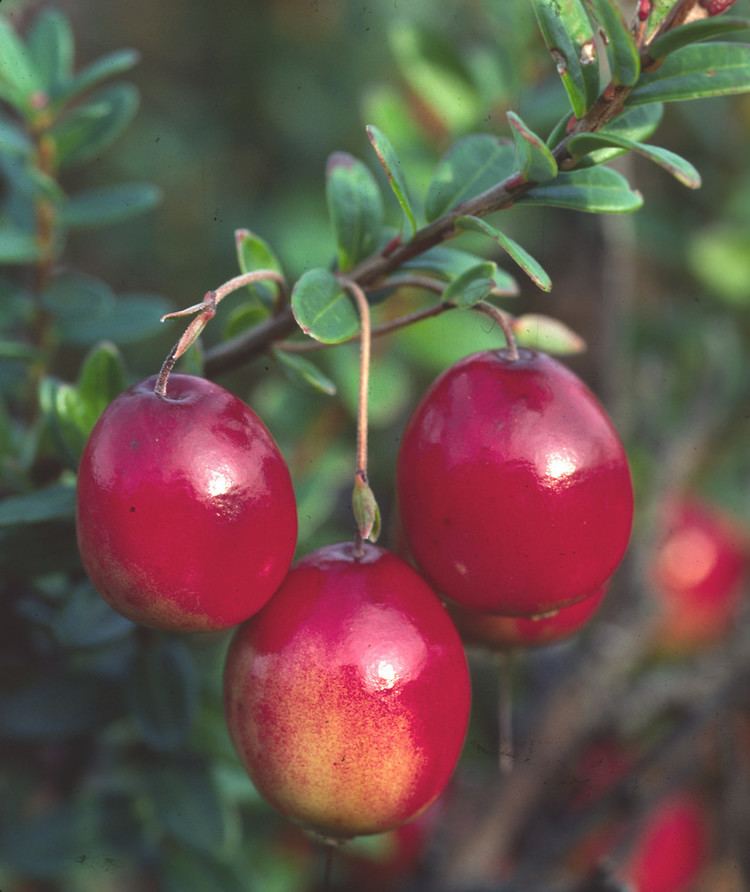 Vaccinium macrocarpon Vaccinium macrocarpon large cranberry Go Botany