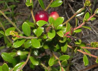 Vaccinium myrsinites Vaccinium myrsinites Shiny blueberry Discover Life
