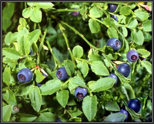 Vaccinium myrtillus Vaccinium Myrtillus Benefits amp Uses of Blueberry Always Ayurveda