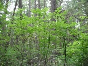 Vaccinium ovalifolium Ovalleaved Blueberry Vaccinium ovalifolium Native Plants PNW