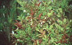Vaccinium padifolium Vaccinium padifolium Wikipedia