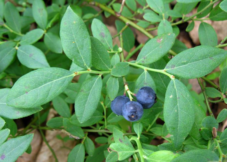 Vaccinium pallidum Ericaceae Vaccinium pallidum Blue Ridge Blueberry Sou Flickr