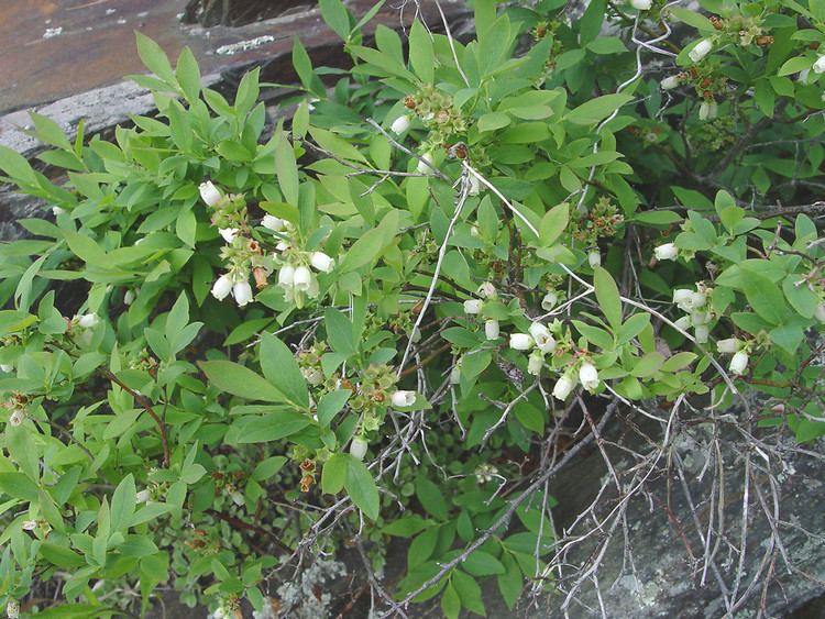 Vaccinium pallidum Vaccinium pallidum hillside blueberry Go Botany