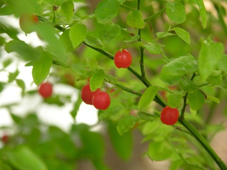 Vaccinium parvifolium The Wild Garden Hansen39s Northwest Native Plant Database