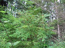 Vaccinium parvifolium httpsuploadwikimediaorgwikipediacommonsthu