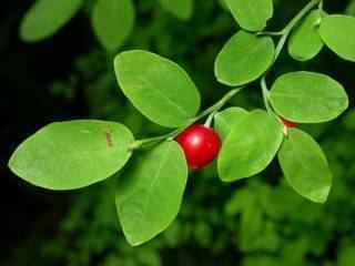 Vaccinium parvifolium Washington Native Plant Society Starflower Image Herbarium