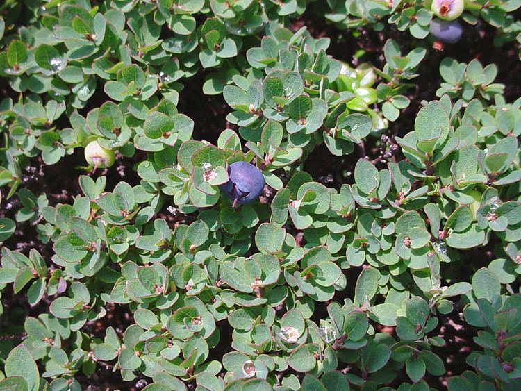Vaccinium uliginosum Vaccinium uliginosum alpine blueberry Go Botany