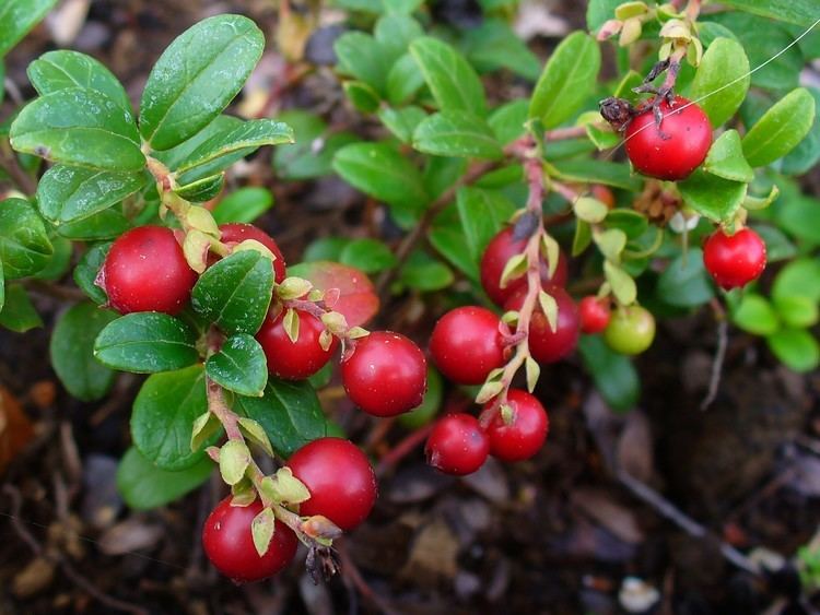 Vaccinium vitis-idaea FileVaccinium vitisidaea 004JPG Wikimedia Commons