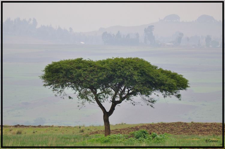 Vachellia abyssinica Acacia Abyssinica Endemica de Etiopia Manuel Gomez Flickr