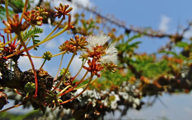 Vachellia drepanolobium FileVachellia drepanolobium flowers2jpg Wikimedia Commons