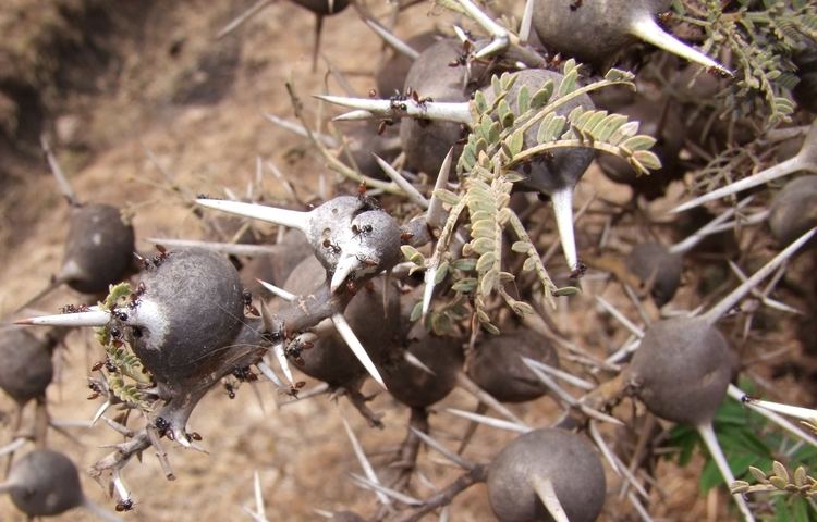 Vachellia drepanolobium FileAcacia drepanolobium and Crematogaster nigriceps Ngorongoro