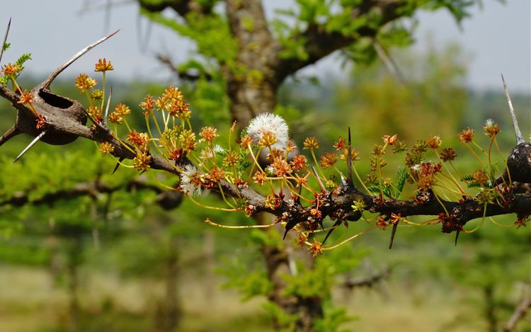 Vachellia drepanolobium FileVachellia drepanolobium flowers1jpg Wikimedia Commons