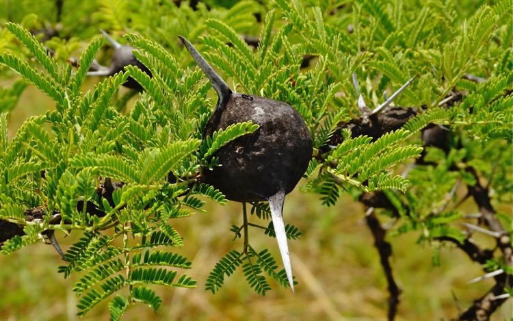 Vachellia drepanolobium Ants and WhistlingThorn Trees Are in a Symbiotic Relationship and