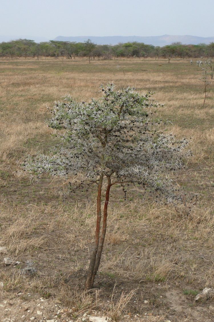 Vachellia drepanolobium httpsuploadwikimediaorgwikipediacommons22