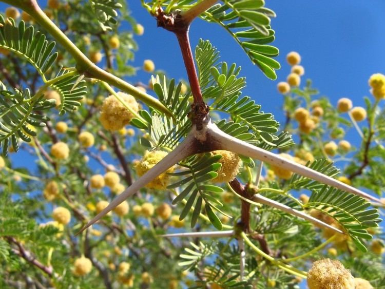 Vachellia erioloba Kyffhuser flora Acacia erioloba