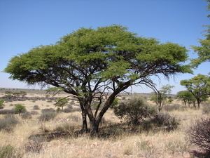 Vachellia erioloba Acacia erioloba Camel thorn Kameeldoring Sun Trees
