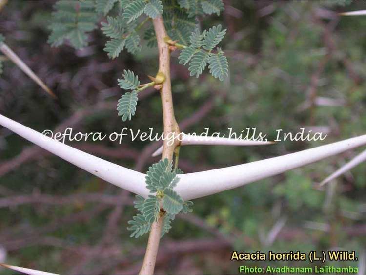 Vachellia horrida Medicinal Plants Vachellia horrida