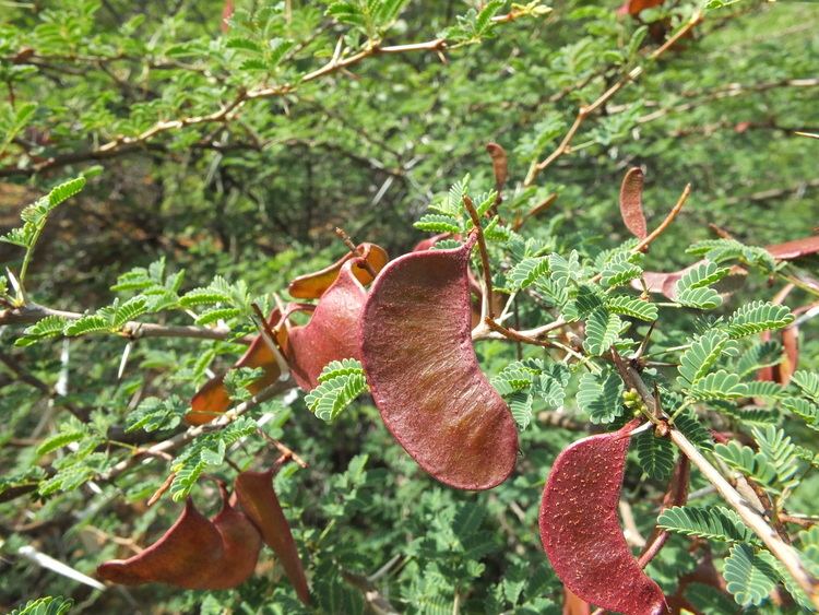 Vachellia horrida Acacia horrida L Species India Biodiversity Portal
