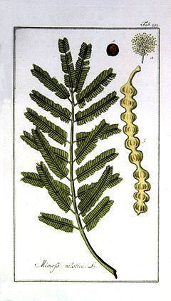 Vachellia nilotica subsp. adstringens httpsuploadwikimediaorgwikipediacommonsthu