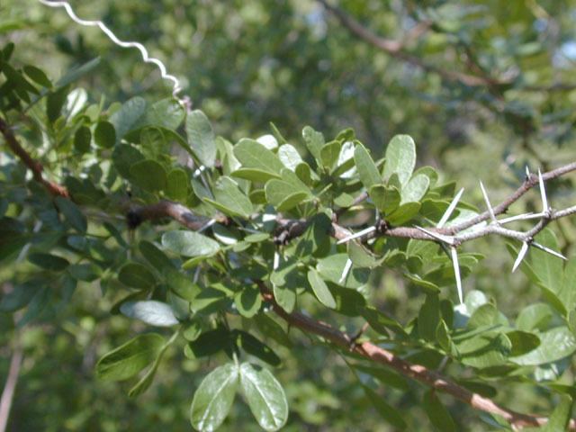 Vachellia rigidula Vachellia rigidula Blackbrush acacia NPIN