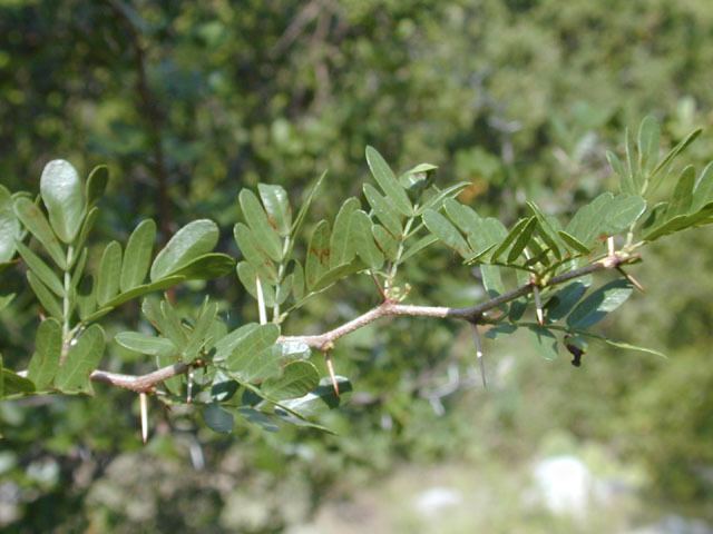 Vachellia rigidula Vachellia rigidula Blackbrush acacia NPIN