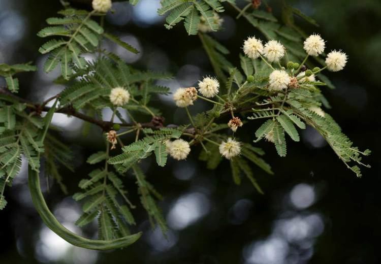 Vachellia robusta Flora of Zimbabwe Species information individual images Acacia