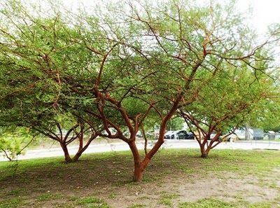 Vachellia seyal Accia de Tronco Vermelho ou Acacia seyal rvores Pinterest Acacia