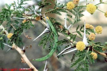 Vachellia seyal Agrofostree Species profile