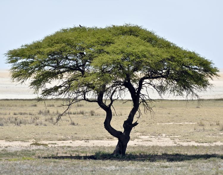 Vachellia tortilis httpwwwseedeodepictures1935schirmakazieacaciatortilis