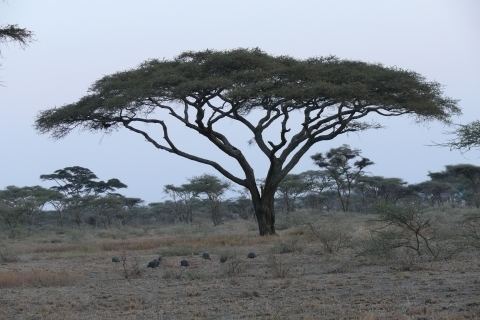 Vachellia tortilis Vachellia tortilis Useful Tropical Plants