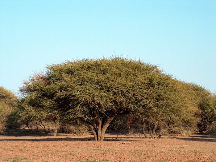 Vachellia tortilis Vachellia tortilis Umbrella thorn tree Acacia tortilis