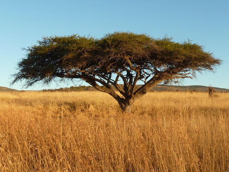 Vachellia tortilis Vachellia tortilis Images Useful Tropical Plants