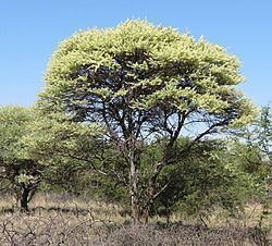 Vachellia tortilis Vachellia tortilis