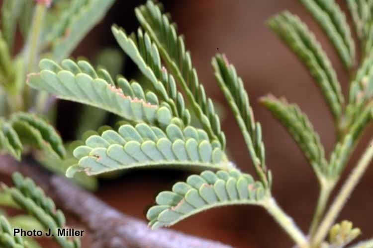 Vachellia tortuosa Factsheet tortuosa