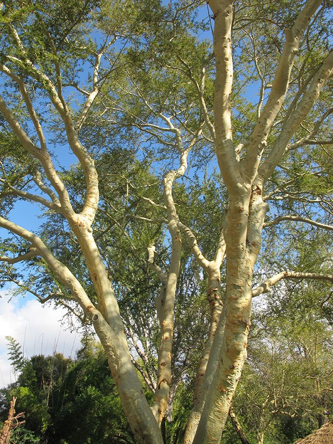 Vachellia xanthophloea UFEI SelecTree A Tree Selection Guide