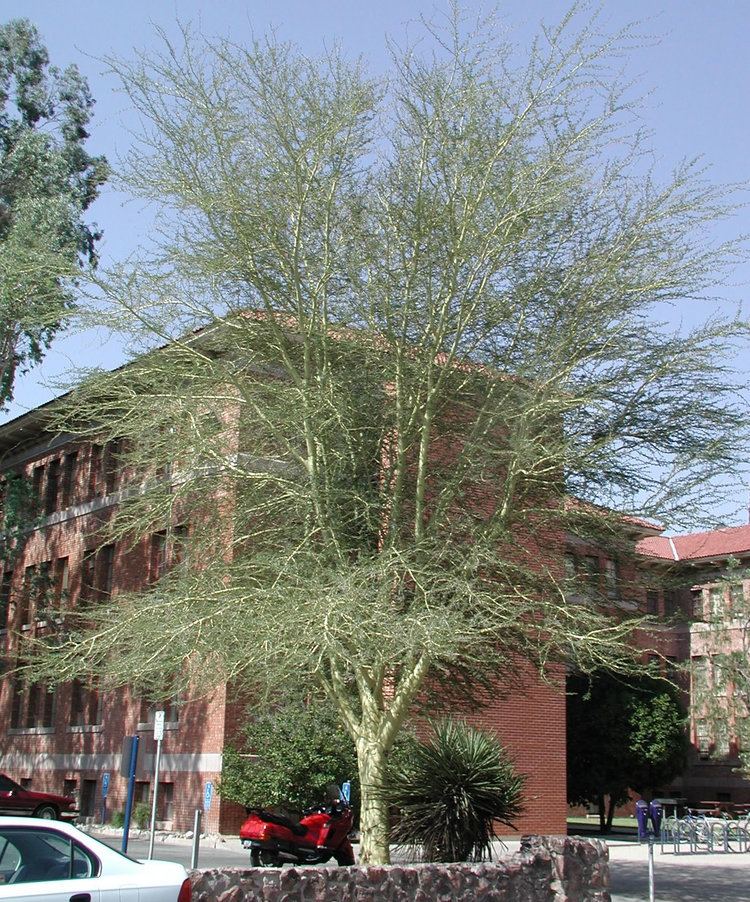 Vachellia xanthophloea Find Trees amp Learn University of Arizona Campus Arboretum