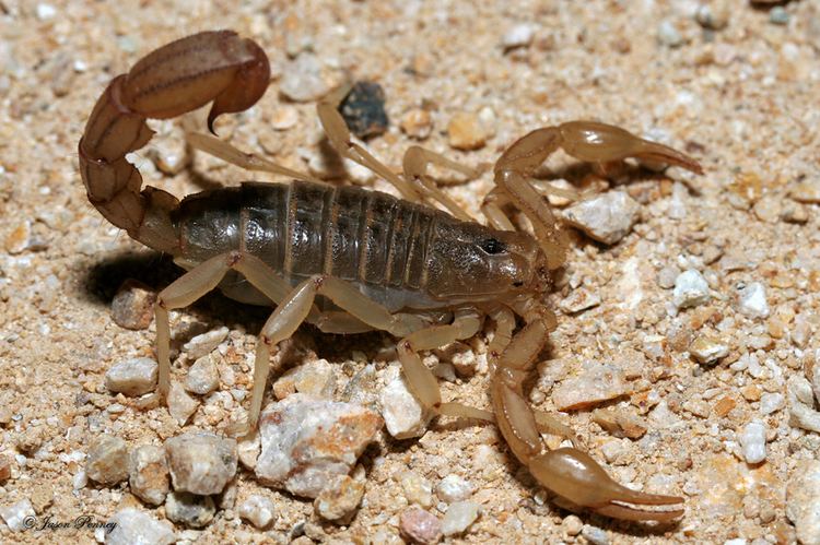 Vaejovis Arizona Stripedtail Scorpion Vaejovis spinigerus iNaturalistorg