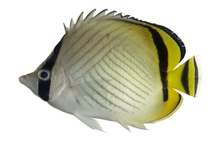 Vagabond butterflyfish Chaetodon vagabundus