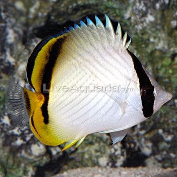 Vagabond butterflyfish Saltwater Aquarium Fish for Marine Aquariums Vagabond Butterflyfish