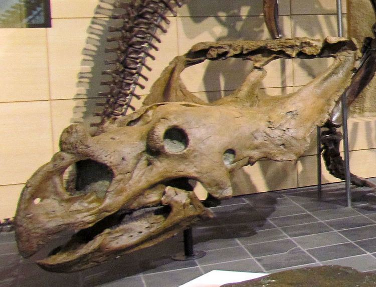 Vagaceratops Vagaceratops irvinensis Wikipedia