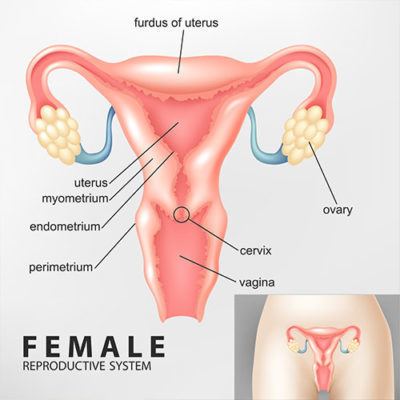 Vaginal Agenesis â a congenital defect | GAURI - Urogynecology Clinic