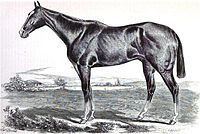 Vagrant (horse) httpsuploadwikimediaorgwikipediacommonsthu