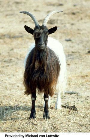 Valais Blackneck Breeds of Livestock Valais Blackneck Goats Breeds of Livestock