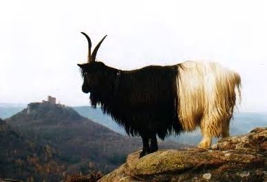 Valais Blackneck Goats By Breed Valais Blackneck GOATWORLDCOM