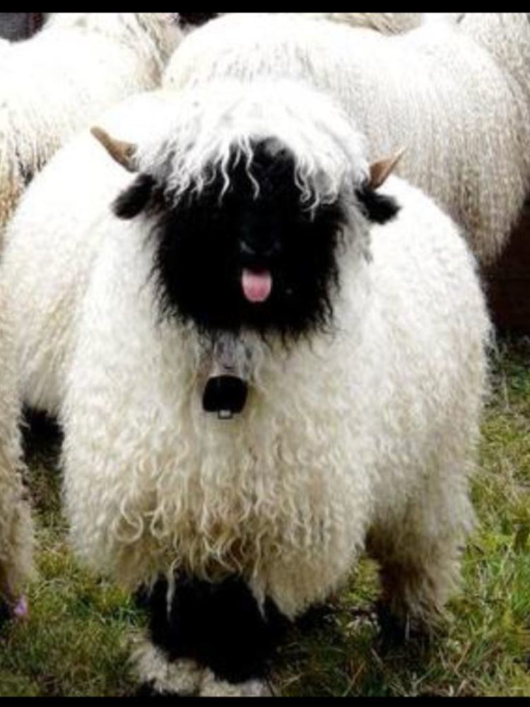 Valais Blacknose (sheep) Can39t look at Valais Blacknose Sheep without wanting to hug them aww