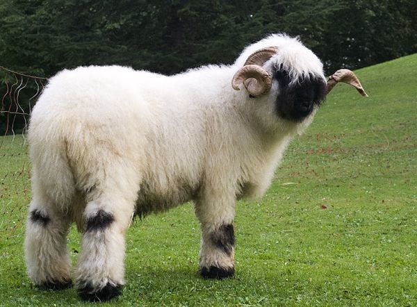 Valais Blacknose (sheep) Sheep 101 Sheep Breeds VZ
