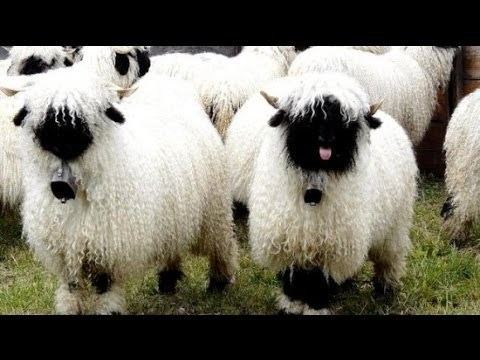 Valais Blacknose (sheep) httpsiytimgcomviotc0cNbS7uMhqdefaultjpg